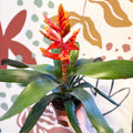 Aechmea ‘Pepita’ / ‘Elegant Flame’ - Orange Bromeliad - Sprouts of Bristol