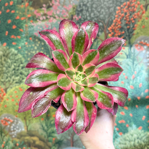 Aeonium arboreum (Pink Tricolour) - Sprouts of Bristol