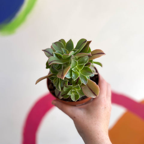 Aeonium leucoblepharum 'Red Stripe' - Sprouts of Bristol