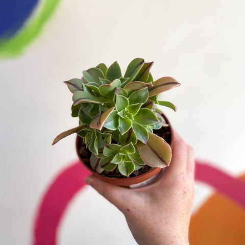 succulent with red stripes Aeonium leucoblepharum 'Red Stripe' – Sprouts of Bristol