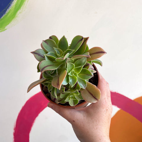 red and green striped succulent Aeonium leucoblepharum 'Red Stripe' – Sprouts of Bristol