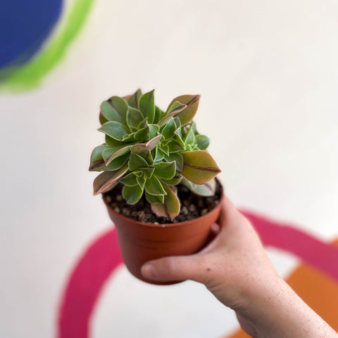 Aeonium leucoblepharum 'Red Stripe' - Sprouts of Bristol