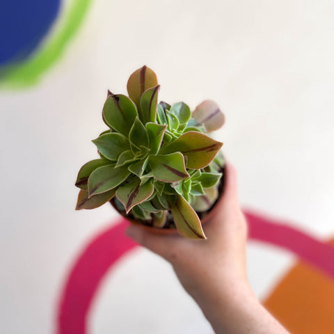 Aeonium leucoblepharum 'Red Stripe' - Sprouts of Bristol