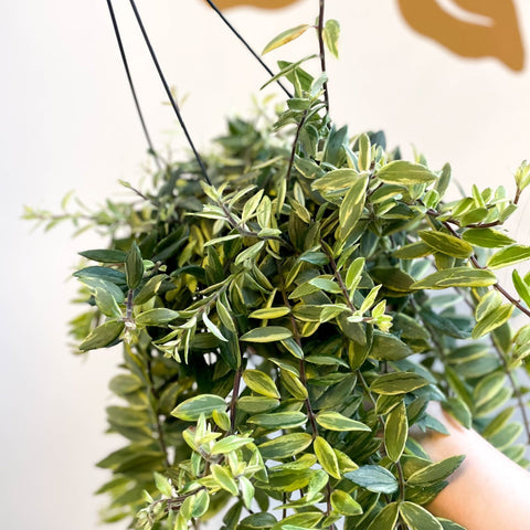 Aeschynanthus 'Bolero Bicolore' - Variegated Lipstick Plant - Sprouts of Bristol