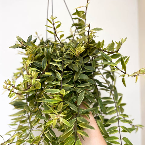 Aeschynanthus 'Bolero Bicolore' - Variegated Lipstick Plant - Sprouts of Bristol