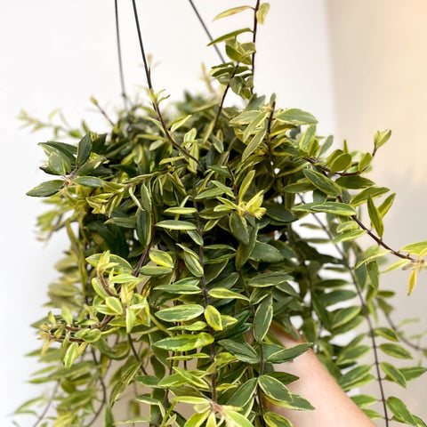 Aeschynanthus 'Bolero Bicolore' - Variegated Lipstick Plant - Sprouts of Bristol