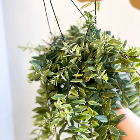 Aeschynanthus 'Bolero Bicolore' - Variegated Lipstick Plant - Sprouts of Bristol