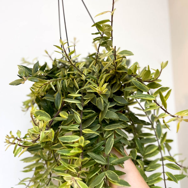 aeschynanthus variegata Bunte Lippenstiftpflanze