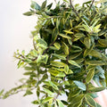 Aeschynanthus 'Bolero Bicolore' - Variegated Lipstick Plant - Sprouts of Bristol