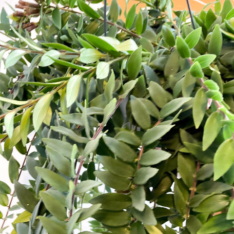 Aeschynanthus 'Caroline' - Lipstick Plant - Sprouts of Bristol