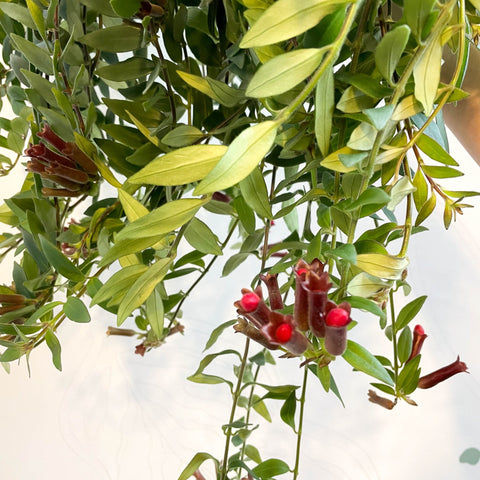 Aeschynanthus 'Caroline' - Lipstick Plant - Sprouts of Bristol