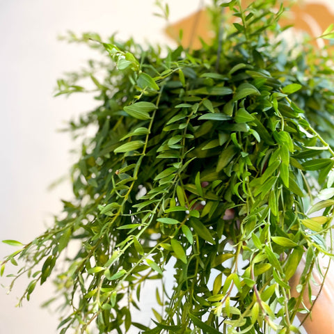 Aeschynanthus japhrolepis - Lipstick Plant - Sprouts of Bristol