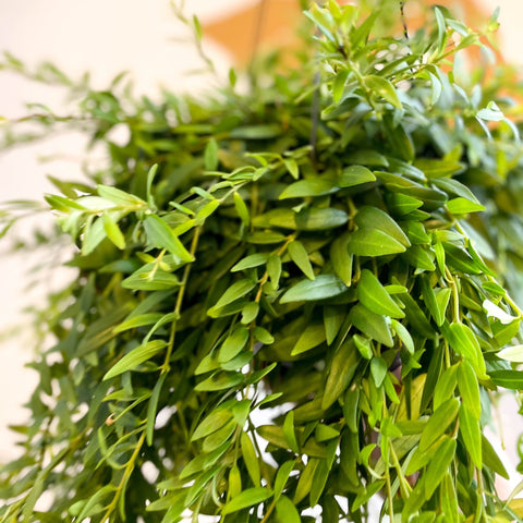 Aeschynanthus japhrolepis - Lipstick Plant - Sprouts of Bristol