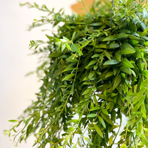 Aeschynanthus japhrolepis - Lipstick Plant - Sprouts of Bristol