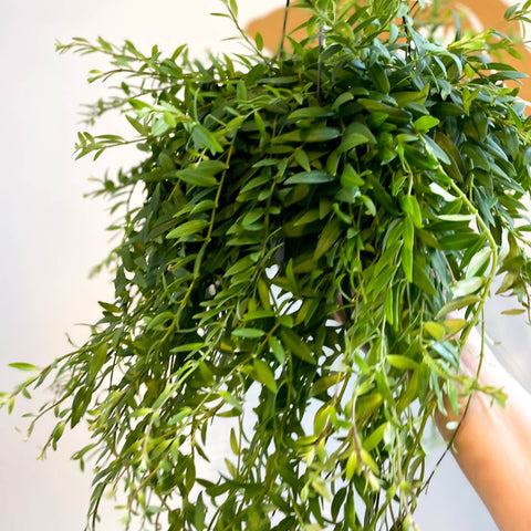 Aeschynanthus japhrolepis - Lipstick Plant - Sprouts of Bristol