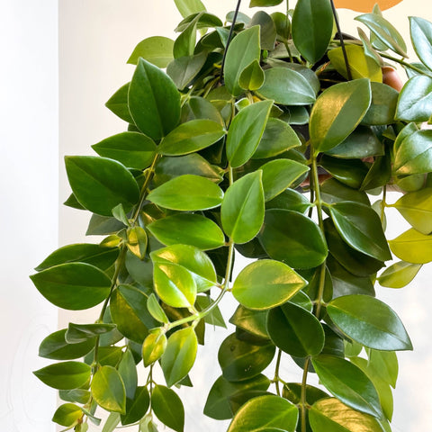 Aeschynanthus 'Mona Lisa' - Lipstick Plant - Sprouts of Bristol