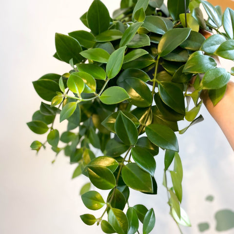 Aeschynanthus 'Mona Lisa' - Lipstick Plant - Sprouts of Bristol