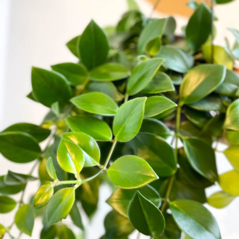 Aeschynanthus 'Mona Lisa' - Lipstick Plant - Sprouts of Bristol