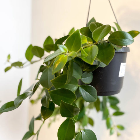 Aeschynanthus 'Mona Lisa' - Lipstick Plant - Sprouts of Bristol