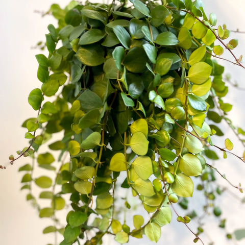 Aeschynanthus 'Pink Polka' - Lipstick Plant - Sprouts of Bristol