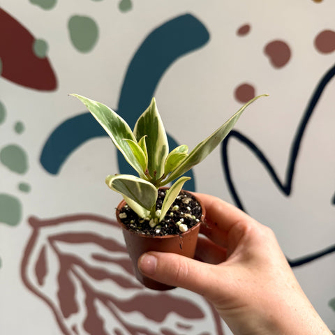 Aeschynanthus sp. ‘Thailand Variegated’ - Lipstick Plant - Welsh Grown - Sprouts of Bristol