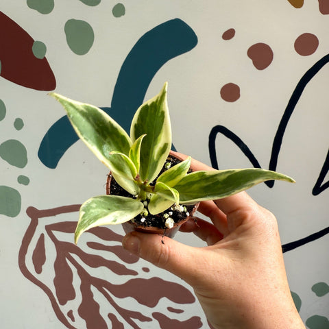 Aeschynanthus sp. ‘Thailand Variegated’ - Lipstick Plant - Welsh Grown - Sprouts of Bristol