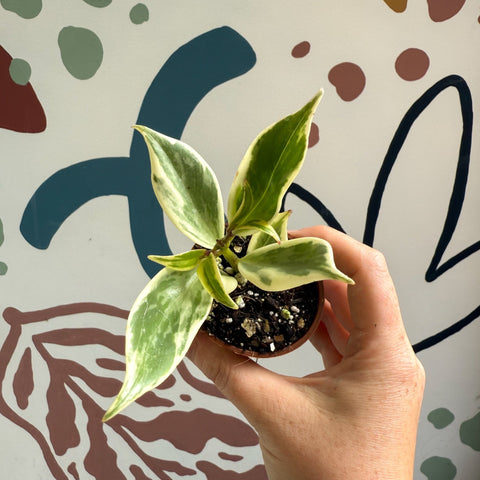 Aeschynanthus sp. ‘Thailand Variegated’ - Lipstick Plant - Welsh Grown - Sprouts of Bristol
