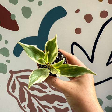 Aeschynanthus sp. ‘Thailand Variegated’ - Lipstick Plant - Welsh Grown - Sprouts of Bristol