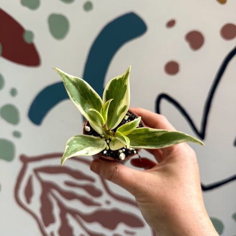 Aeschynanthus sp. ‘Thailand Variegated’ - Lipstick Plant - Welsh Grown - Sprouts of Bristol