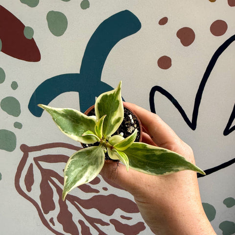 Aeschynanthus sp. ‘Thailand Variegated’ - Lipstick Plant - Welsh Grown - Sprouts of Bristol