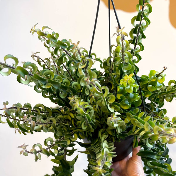 hanging lipstick plant Aeschynanthus 'Swing'