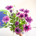 African Daisy - Osteospermum astra '3D Double Pink' - Sprouts of Bristol
