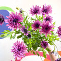 African Daisy - Osteospermum astra '3D Double Pink' - Sprouts of Bristol