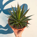 Agave filifera - Sprouts of Bristol