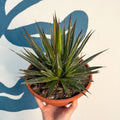 Agave filifera - Sprouts of Bristol