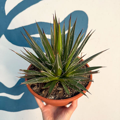 Agave filifera - Sprouts of Bristol