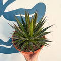 Agave filifera - Sprouts of Bristol