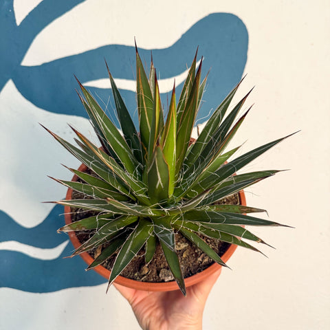 Agave filifera - Sprouts of Bristol