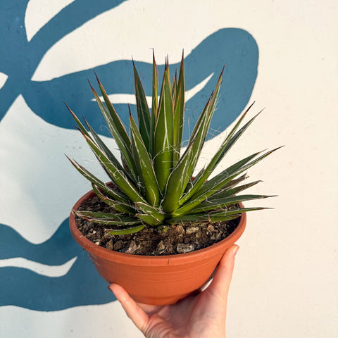Agave filifera - Sprouts of Bristol