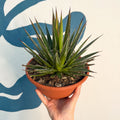 Agave filifera - Sprouts of Bristol