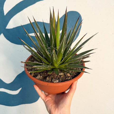 Agave filifera - Sprouts of Bristol