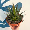 Agave filifera - Sprouts of Bristol