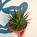 Agave filifera - Sprouts of Bristol