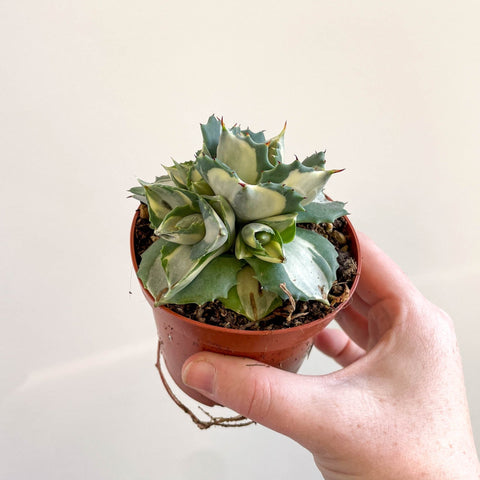 Agave potatorum variegata 'Ouhi - Raijin' - Sprouts of Bristol