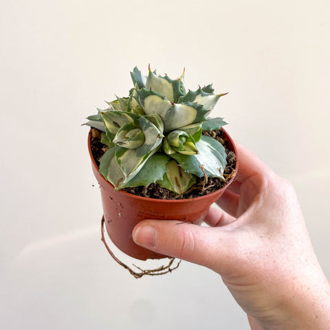 Agave potatorum variegata 'Ouhi - Raijin' - Sprouts of Bristol