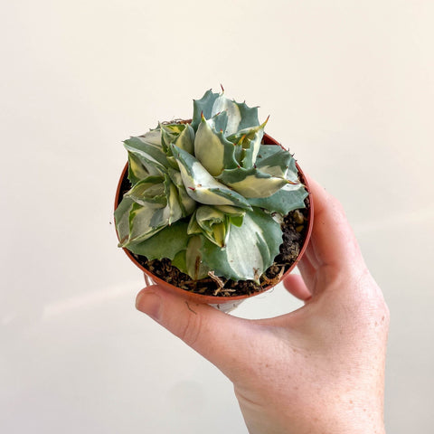 Agave potatorum variegata 'Ouhi - Raijin' - Sprouts of Bristol