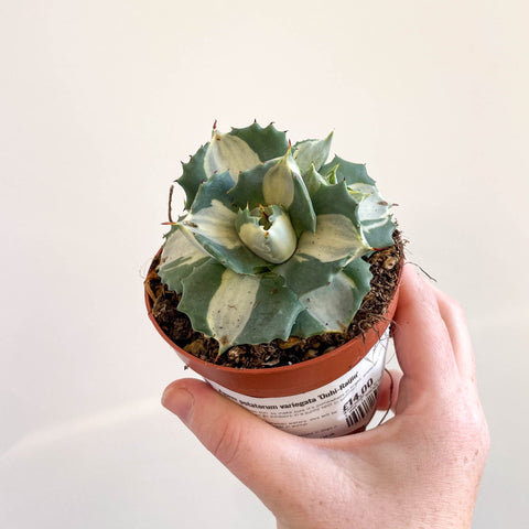 Agave potatorum variegata 'Ouhi - Raijin' - Sprouts of Bristol