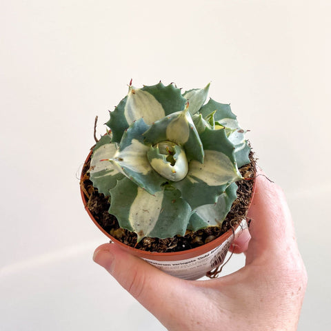 Agave potatorum variegata 'Ouhi - Raijin' - Sprouts of Bristol