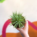 Agave stricta 'Nana' - Sprouts of Bristol