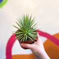 Agave stricta 'Nana' - Sprouts of Bristol